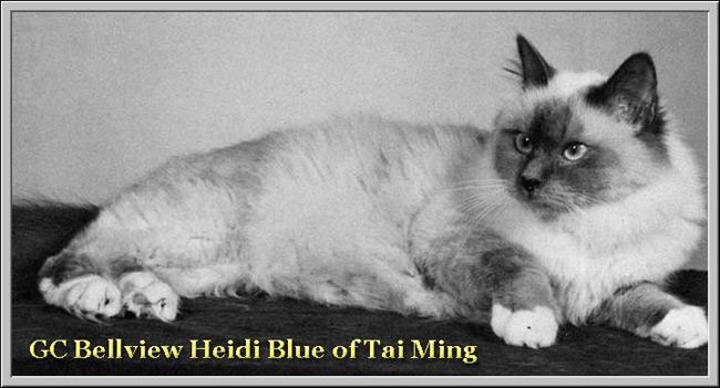 Bellview Heidi Blue of Tai Ming