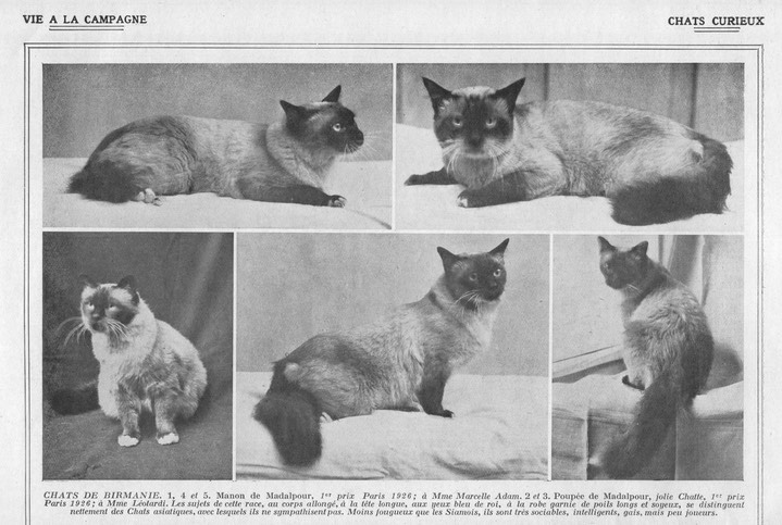 Birmans1926
