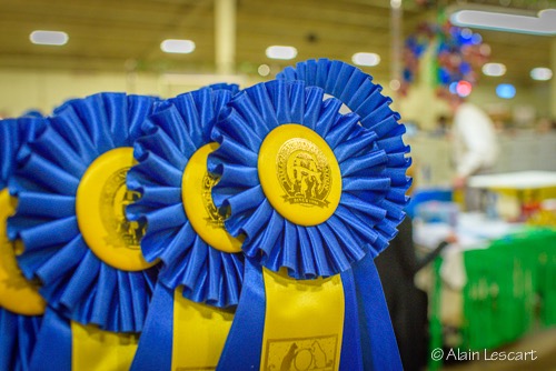 CatShowSaturday-13.jpg