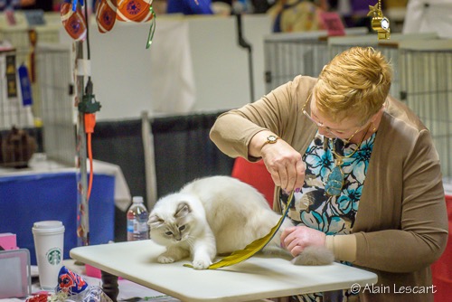 CatShowSunday-122.jpg