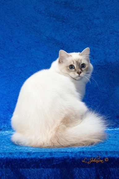Doveybluetabby