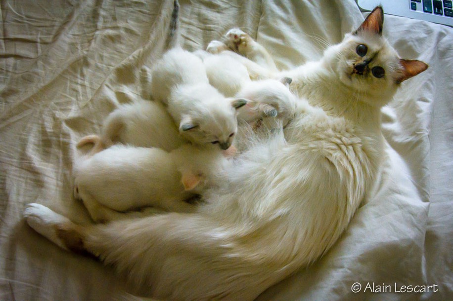 Java4bebes-1.jpg